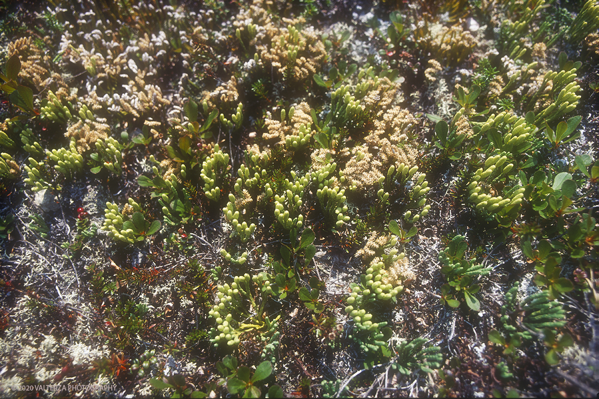 33 SIBERIA.jpg - Luglio/Agosto 1992. Siberia, terra dei Chukchi. Nell'oceano artico  125 Km a nord-est della penisola dei Chukchi (Siberia) c'Ã¨  l'isola di Wrangel, essa ospita piÃ¹ del doppio di specie vegetali (417) di qualsiasi territorio artico a paritÃ  di superficie nonchÃ¨ 30 specie diverse di uccelli oltre ad orsi polari, foche e trichechi ; per questo motivo   Ã¨ stata proclamata patrimonio dell'umanitÃ  dall'UNESCO. Nella foto la vegetazione in miniatura della tundra.